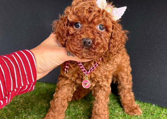 Safkan Toy Poodle Yavrularımız